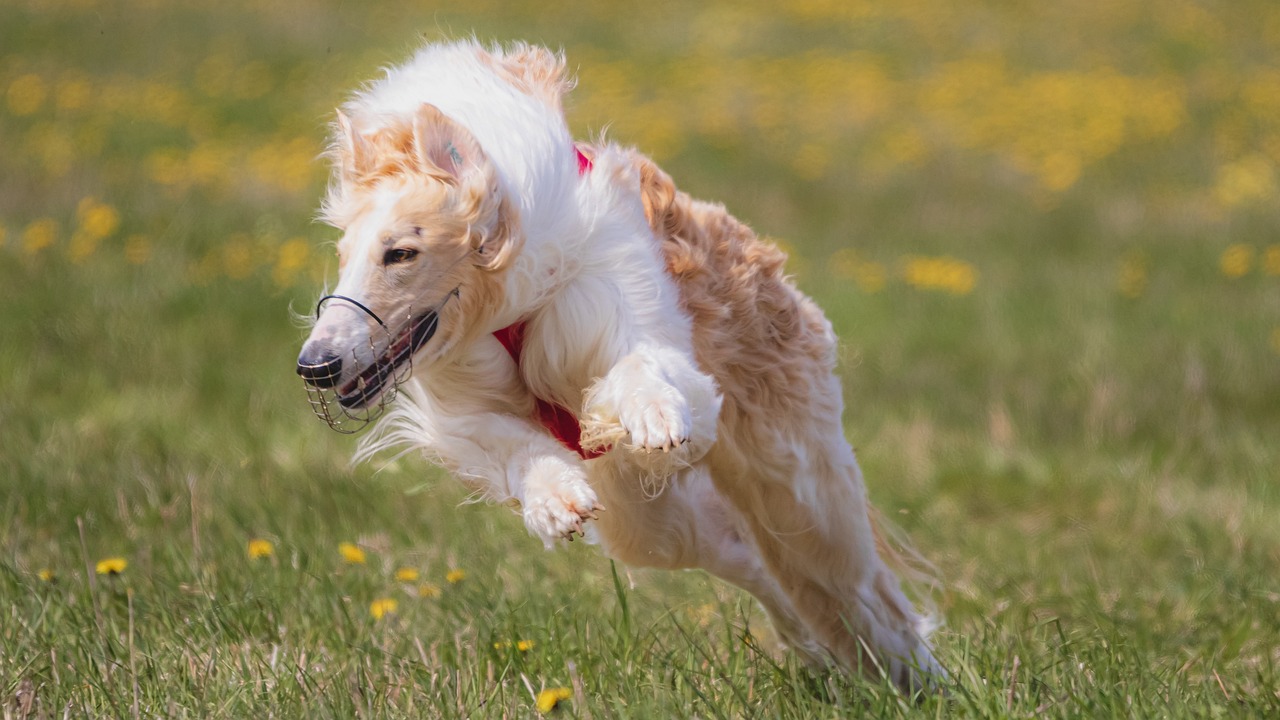 The Best Resources for Finding Pet-Friendly Activities